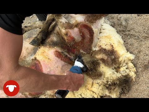 MAGGOTS on SHEEP already!