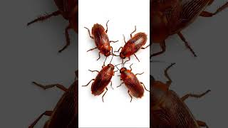 Download lagu Cat Games: Cockroach Invasion! (Fast Bugs for Cats) mp3 Download lagu Cat Games: Cockroach Invasion! (Fast Bugs for Cats) mp3