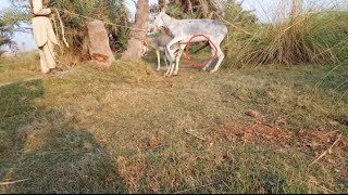 Download lagu proses perkawinan keledai _ alat kelamin nya gede banget parah _ donkey marriage process mp3