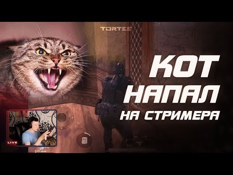 КОТ НАПАЛ НА СТРИМЕРА В ПРЯМОМ ЭФИРЕ😦TORTEE PUBG Mobile (1)
