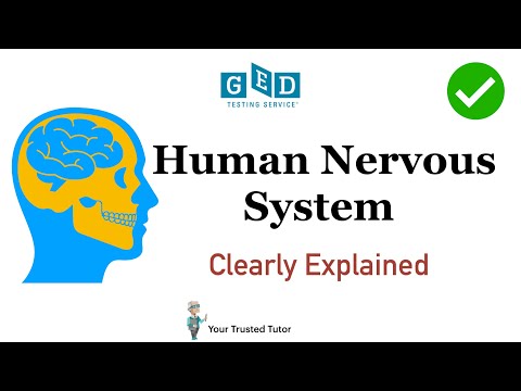 Human Nervous System Clearly Explained | GED Science (Life science) [Human Body]