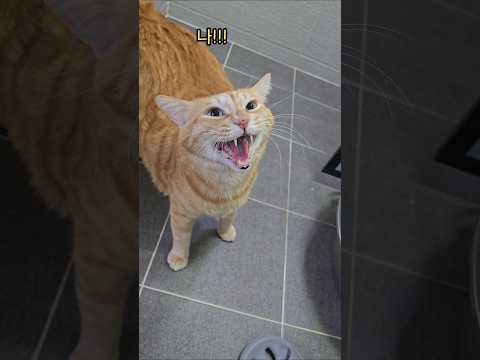 물 잘 먹는 착한 고양이