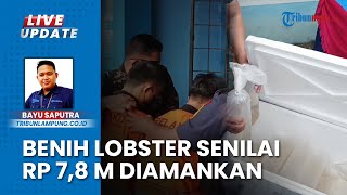 Puluhan Ribu Benih Lobster Capai Rp 7,8 Miliar Diamankan KKP, Rencana Bakal Dikirim ke Vietnam