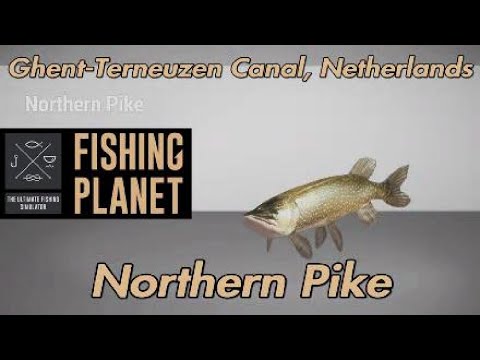 Fishing Planet Northern Pike Ghent-Terneuzen Canal Netherlands