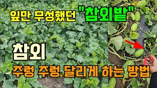 잎만 무성했던 참외밭 여기 잘라주니 참외가 주렁주렁 달립니다 #침외농사 #텃밭농사