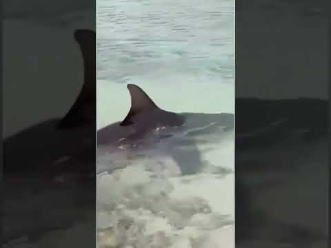 Aparece Tiburon en Playas de Cuba-Camaguey