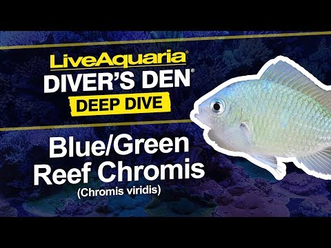 Chromis zelený (Chromis viridis) — akvárium, kŕmenie a starostlivosť