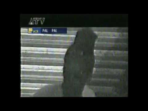 CLIP  Gadé réalité a DADDY PLEEN