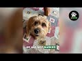 Play Video: Georgie's Barking: Customer Progress Report