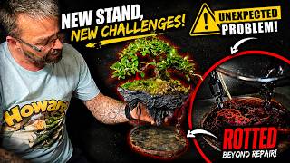 Avatar Floating Rock Bonsai Was in Trouble... Then This Happened! 🚨🌳