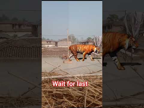 Unbelievable: Man tames tiger with magic! #youtubeshorts