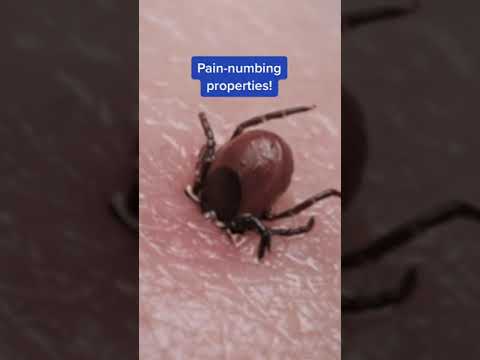 Why Ticks Are Spreading