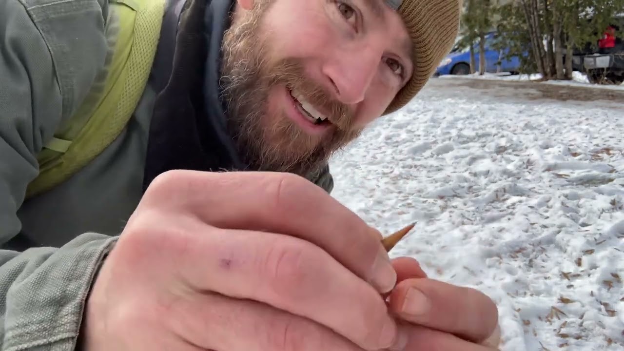 Pine Grosbeaks, Saranac Lake’s Decidedly Different Visitors