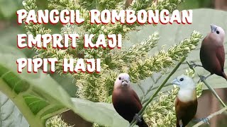 Download lagu suara pikat emprit kaji/pipit haji sangat ampuh mp3