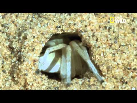 Carparachne aureoflava: a spider that rolls on the dunes