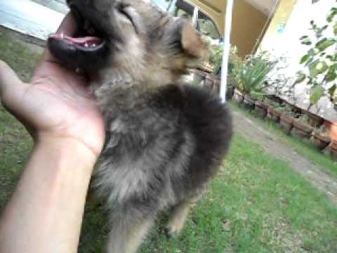 frankie 2 months german shepherd pup and me zeerak hayder.SAM 1129