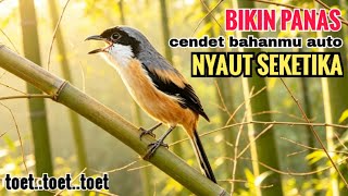 Download lagu toet toet suara cendet gacor PAGI SIANG SORE sangat efektif buat Pancingan cendet diam agr cpt bunyi mp3