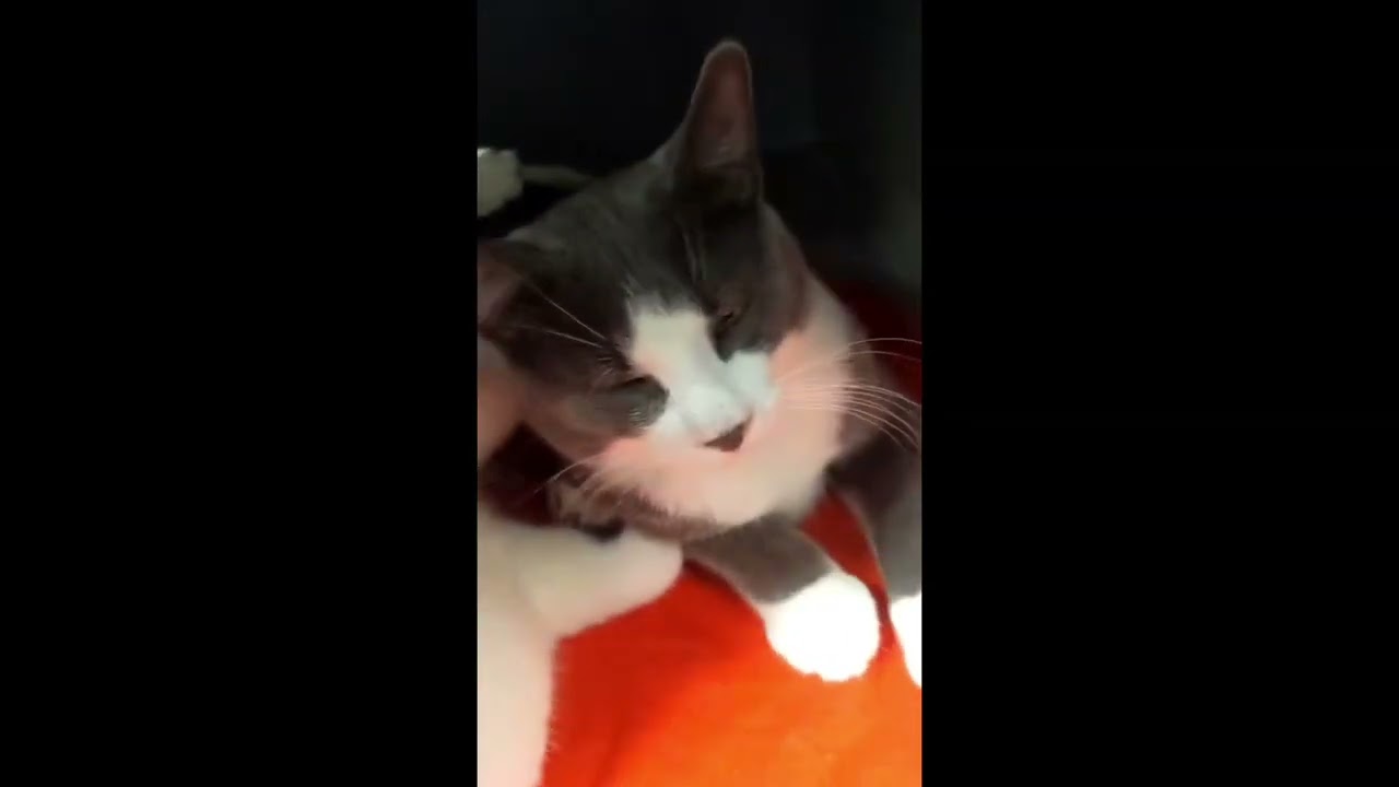 Enlarge Bunny (bonded with Bento), a Adoptable mixed breed in Toronto, ON video 5/6