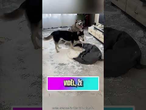 roztomilý husky zničil svému majiteli matraci 😂