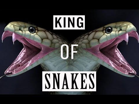 Short Film 2020 - Why King COBRA is King of Snakes? Short documentary films, Bizarre facts , Animals