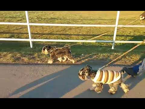 2018 02 24 Inouk läuft