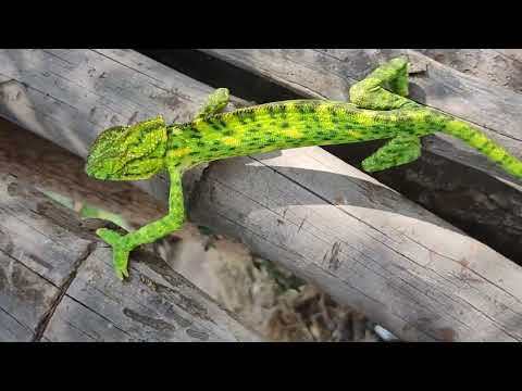 Beautiful Footage: Chameleons Are Amazing , Amazing Color Change of Chameleon