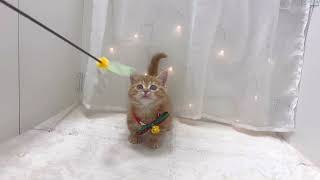 マンチカンの動画01