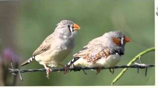 Vernon: Come, O thou Traveller unknown