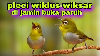 Download lagu Pancingan Pleci Wiklus Wiksar Agar Buka Paruh || Pleci Bustomi Gacor mp3 Download lagu Pancingan Pleci Wiklus Wiksar Agar Buka Paruh || Pleci Bustomi Gacor mp3