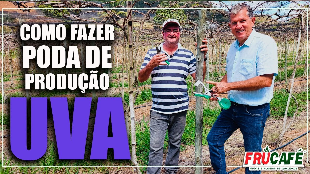 Como Fazer Poda de Produção na Videira (UVA), com Devanir Ziviani?