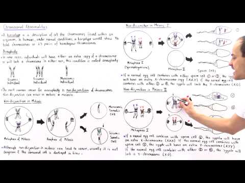 Aneuploidy and Nondisjunction (Part II)