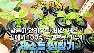 집밥 장기프로젝트 - 채소 수경재배 3/25~3/30 (상추,깻잎,바질,케일,쪽파,부추,토마토,샐러리,적겨자,적근대)