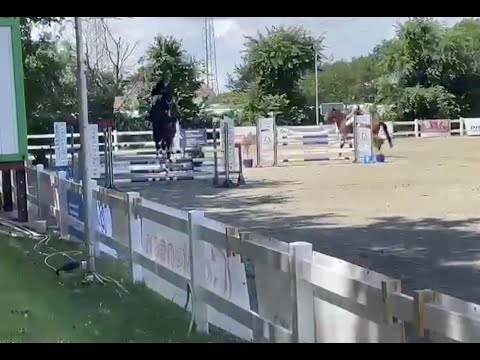 Dubliner v. Dinken Springpferdeprüfung Klasse L - 8,0