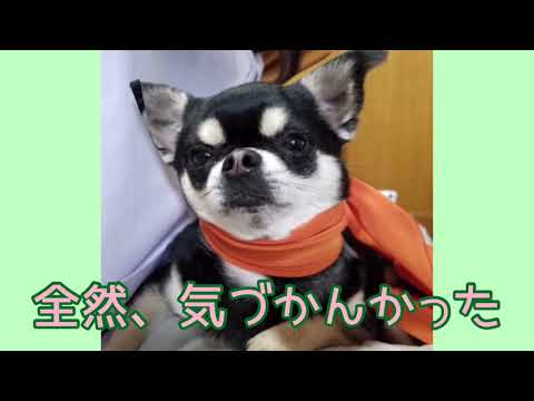 ワンワンU・x・Uお悩み相談室3️⃣2️⃣〜鯖江市「にこちゃん」#自転車ライトオンで安全に💡🚲