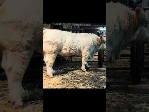 Charolais bull - Image 2