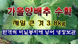 [텃밭농부 2,118]  가을 양배추 수확. 제일 큰 것은 3 8kg.