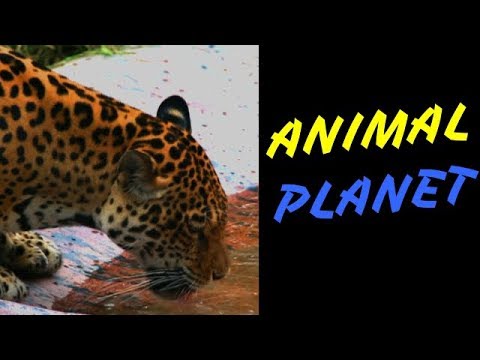 ANIMAL PLANET|NEHARU ZOOLOGICAL PARK|PRANILS PHOTOGRAPHY|