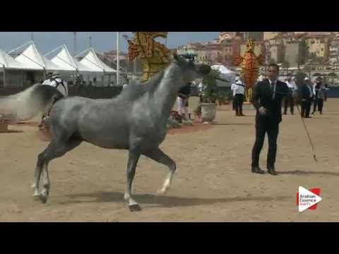 N.127 BEBARS AL FARIDA - Menton 2016 - Stallions 4-7 years old (Class 9)