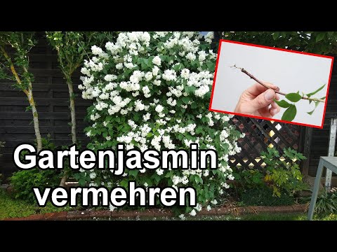 Gartenjasmin / Pfeifenstrauch selber ziehen aus Stecklinge und vermehren Anleitung