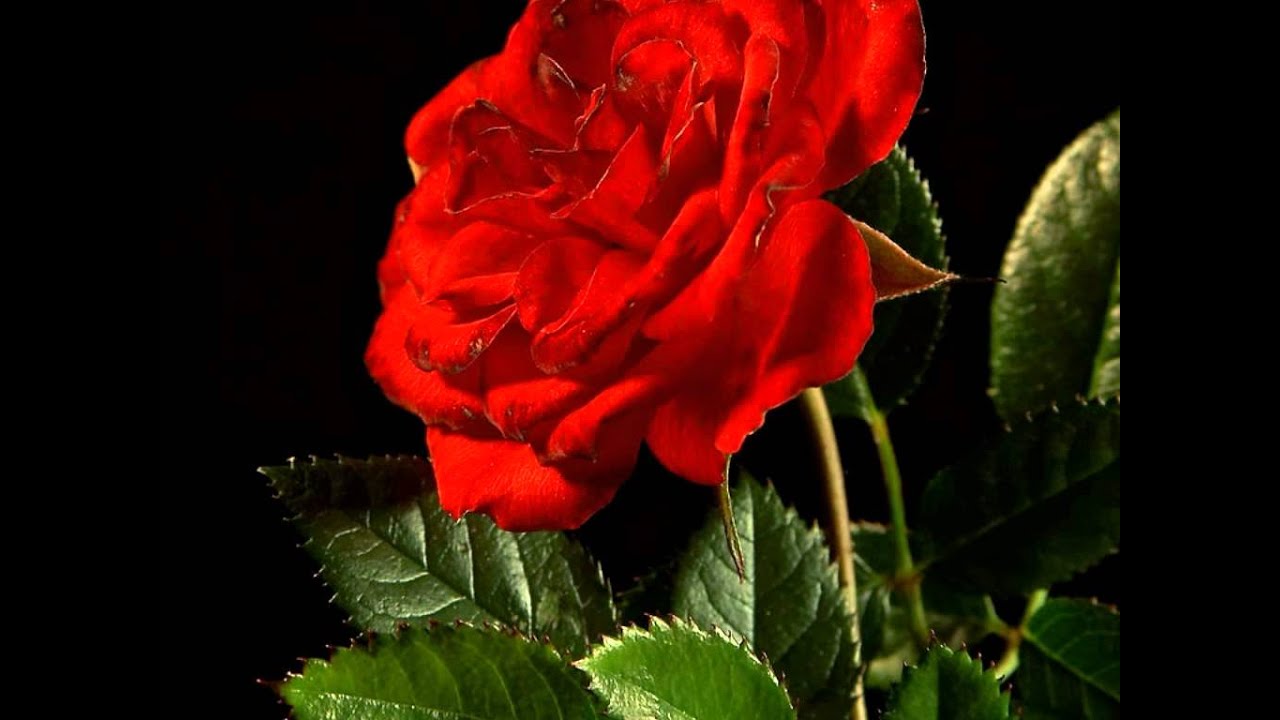 Deewana Deewana Main Tera Lyrics  | Hero Hindustani | Arshad Warsi, Namrata Shirodkar | Kumar Sanu, Sadhana Sargam | Anu Malik