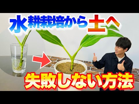 高麗人参の植え替え