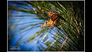 Monarch Sanctuary, Pacific Grove, California