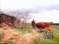 Vidéo Walking The Cow video de fIREHOSE