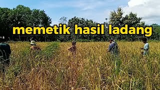 Download lagu menyambut musim petik =franky & jane = vidio anak padang mali alor NTT mp3