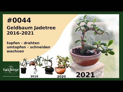 #0044 | 2016 - 2021 | Teil 1: Geldbaum 5 Jahre des Wachstums | Part 1: Jadetree 5 years of growth