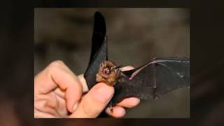 Conservation of the Bumblebee Bat