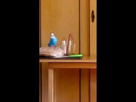 Попугай хочет пить.