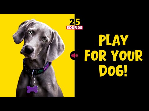 25 Sounds That Make Dogs Bark, Tilt Their Head, and Wag Their Tail 🐶