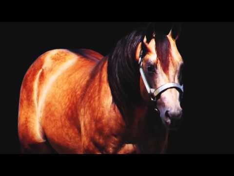 Centenario Wimpy -  StarWars Tribute