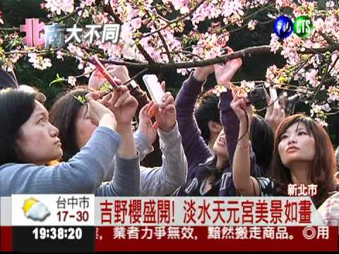 天元宮櫻花盛開! 80萬人都說讚
